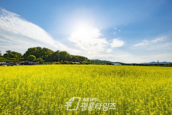 의왕시 초평동 일원 유채 만개(제공=의왕시)