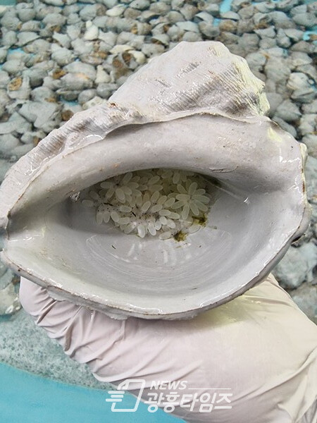 인조소라에 산란 한 주꾸미 알(제공=경기도)