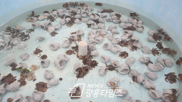 주꾸미 사육관리(제공=경기도)