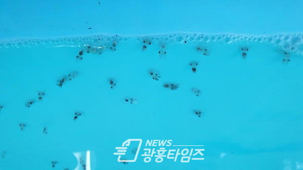 부화된 어린 주꾸미 관리(제공=경기도)