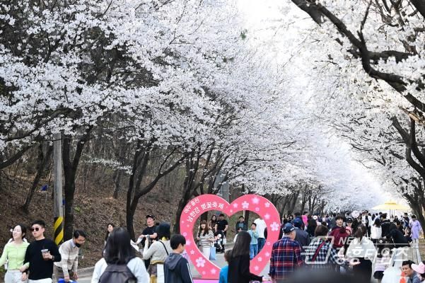 2024년 여주 흥천 남한강 벚꽃축제