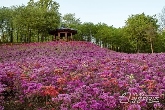 오난산전망공원 철쭉동산