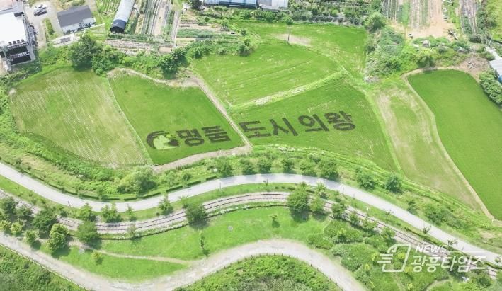 의왕시 초평동 들녘에 피어난“명품도시 의왕”…이색적 벼 아트 눈길 끌어