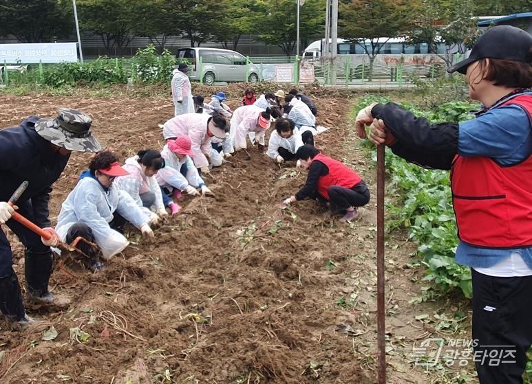 오산시 대원1동 통장협의회, ‘사랑의 이웃돕기 고구마 수확행사’ 개최